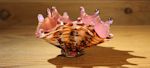 Shell Bowl